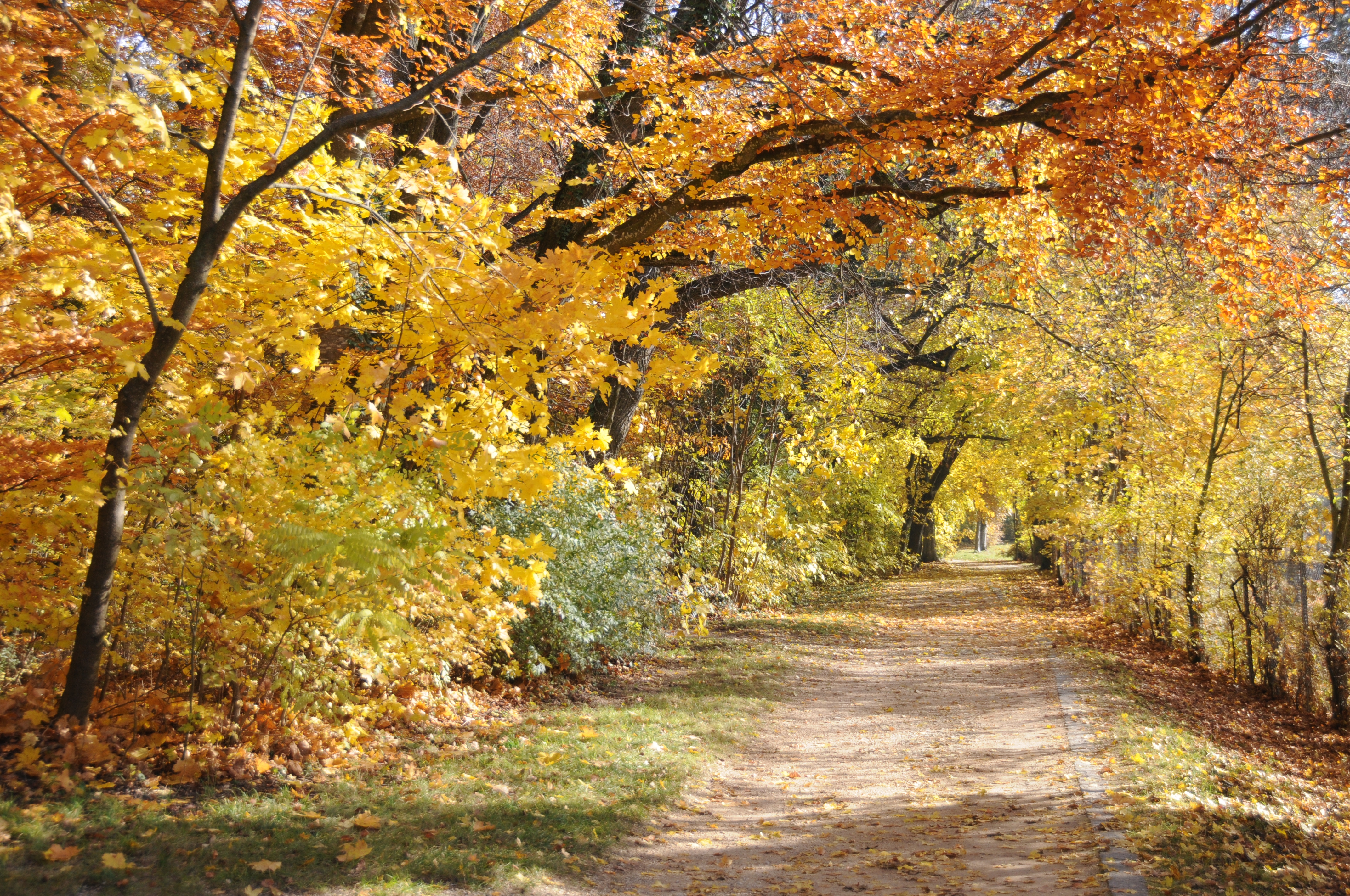 Herbstwald in Nördlingen Schäferweg